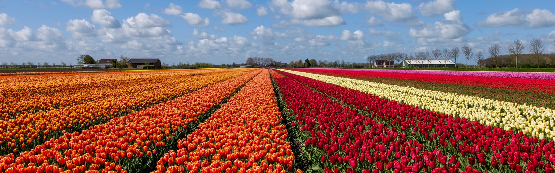 ALLFIELD_sap-s4hana-transitition