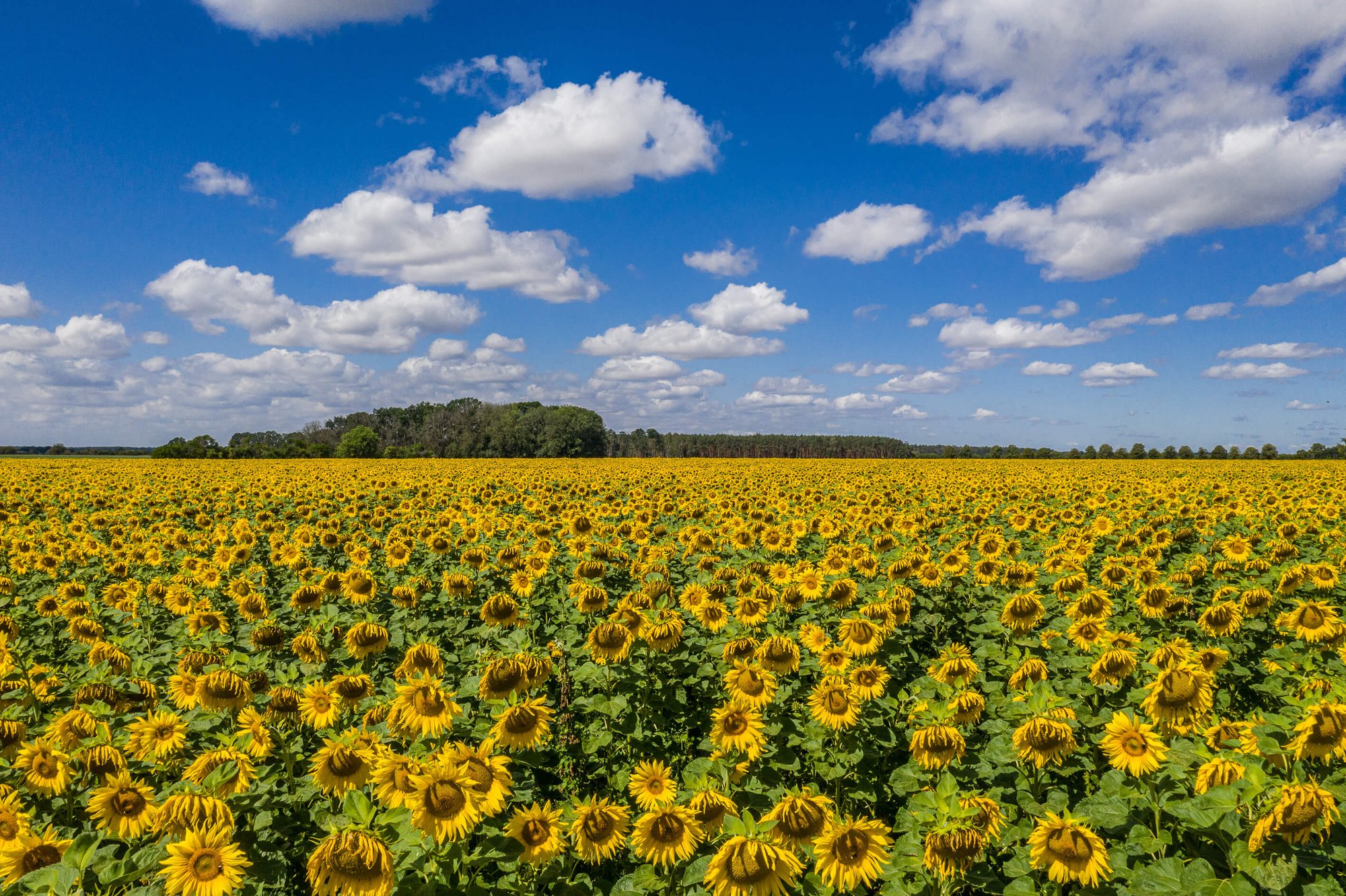 KWS_Sonnenblumenfeld (1)